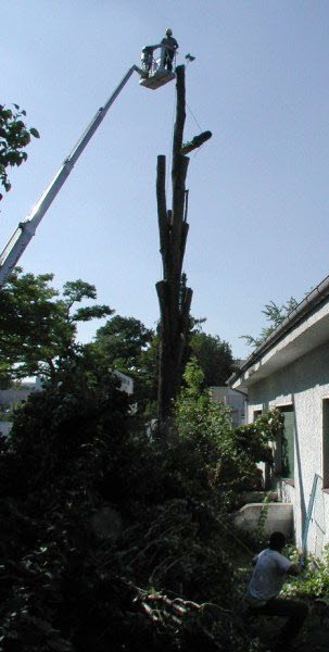 Baumfaellung Gartenbau Flohr 2