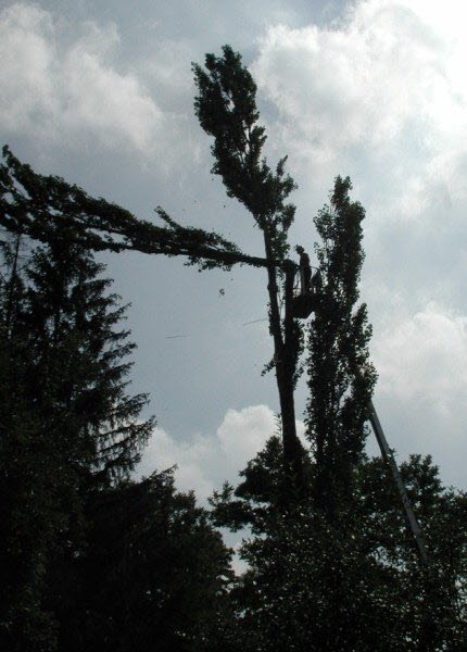 Baumfaellung Gartenbau Flohr 3