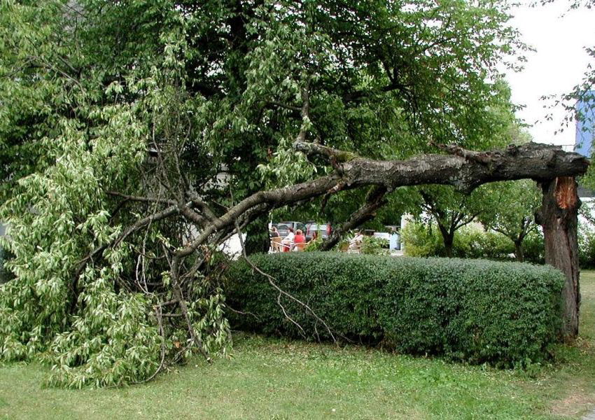 Kirschbaum_Gartenbau_Flohr1