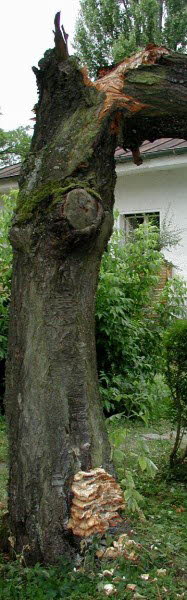 Kirschbaum_Gartenbau_Flohr3